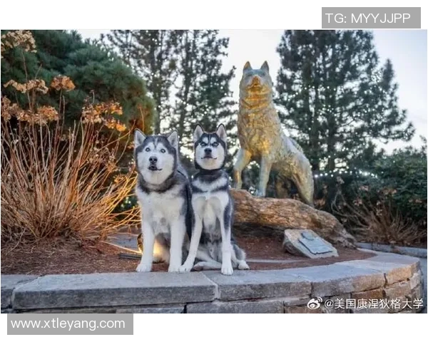 康涅狄格大学球员脚踩哈士奇PE球鞋引发媒体热议